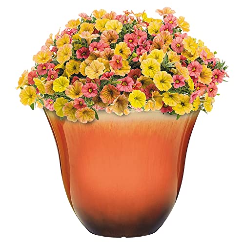 Classic Home and Garden Honeysuckle Resin Flower Pot Planter, Tequila Sunrise, 13"