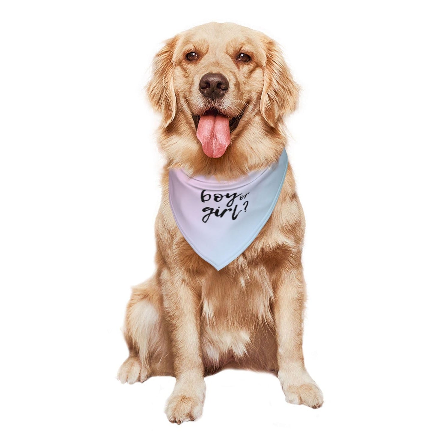 He Or She What Will It Be? Gender Reveal/Baby Announcement Dog Bandana,Pet Neckerchief for Pets Daily Wear Photo Prop Party Supplies (Blue)