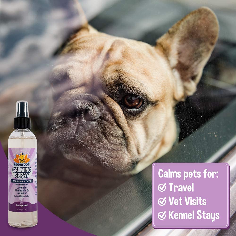 Bodhi Dog Natural Dog Cologne | Premium Scented Deodorizing Body Spray for Dogs & Cats | Dog Perfume w/Natural Dog Conditioner (Baby Powder, 4 Fl Oz)