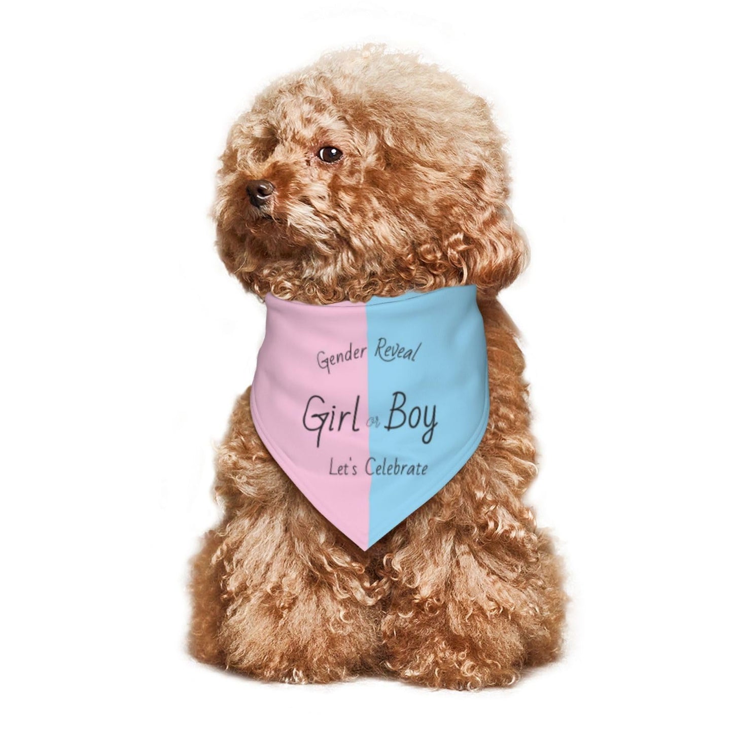 He Or She What Will It Be? Gender Reveal/Baby Announcement Dog Bandana,Pet Neckerchief for Pets Daily Wear Photo Prop Party Supplies (Blue)