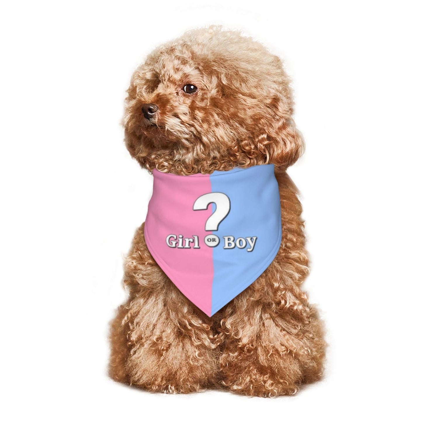 He Or She What Will It Be? Gender Reveal/Baby Announcement Dog Bandana,Pet Neckerchief for Pets Daily Wear Photo Prop Party Supplies (Blue)