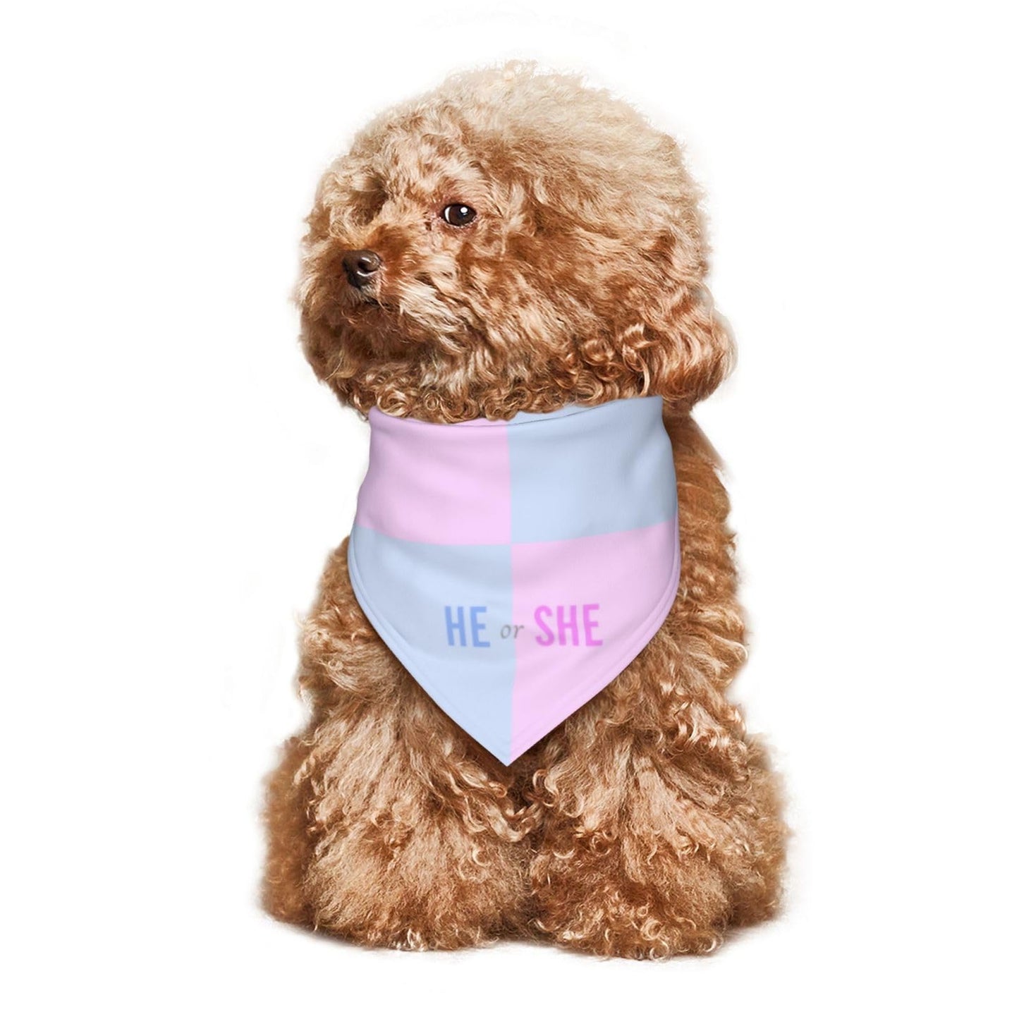 He Or She What Will It Be? Gender Reveal/Baby Announcement Dog Bandana,Pet Neckerchief for Pets Daily Wear Photo Prop Party Supplies (Blue)