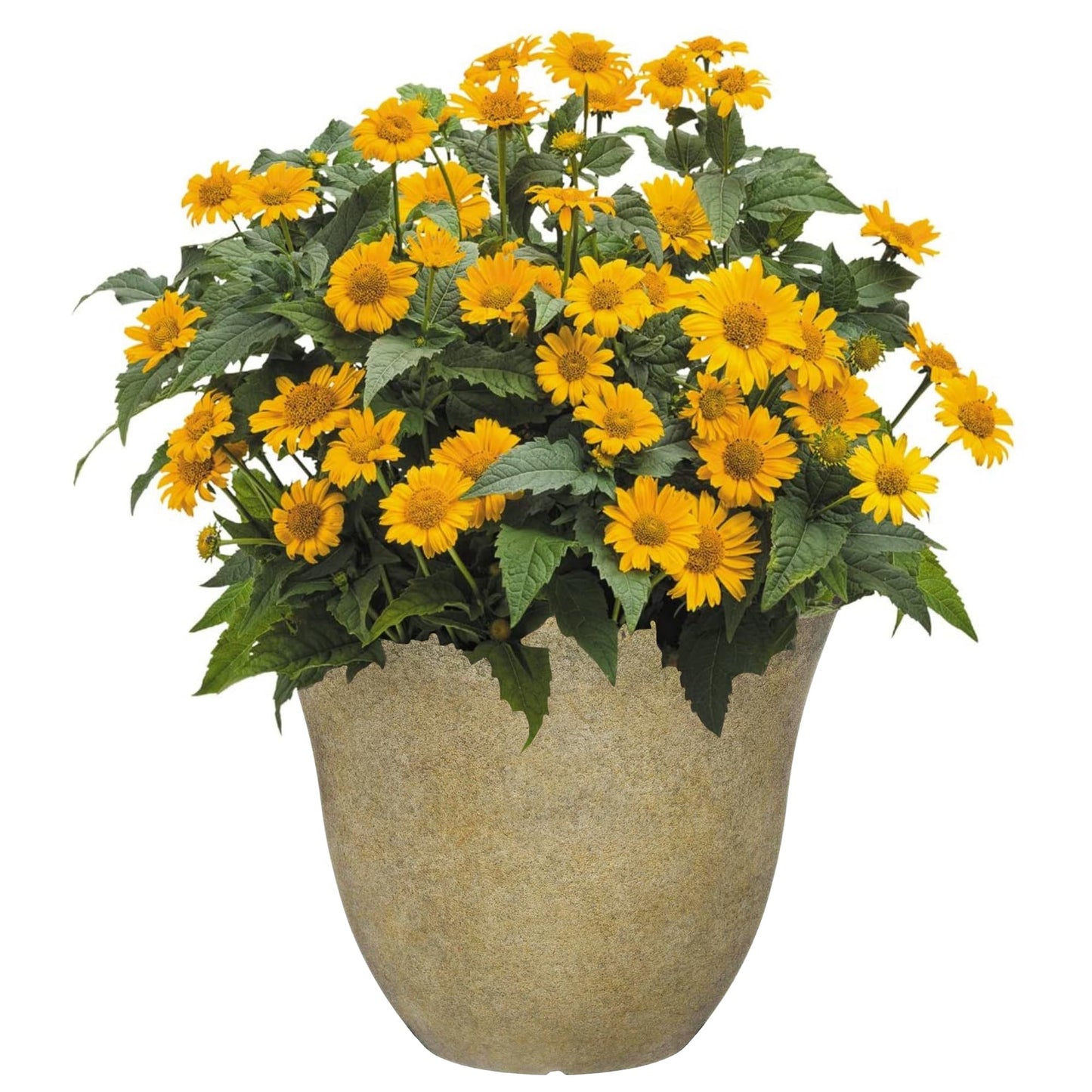 Classic Home and Garden Honeysuckle Resin Flower Pot Planter, Tequila Sunrise, 13"