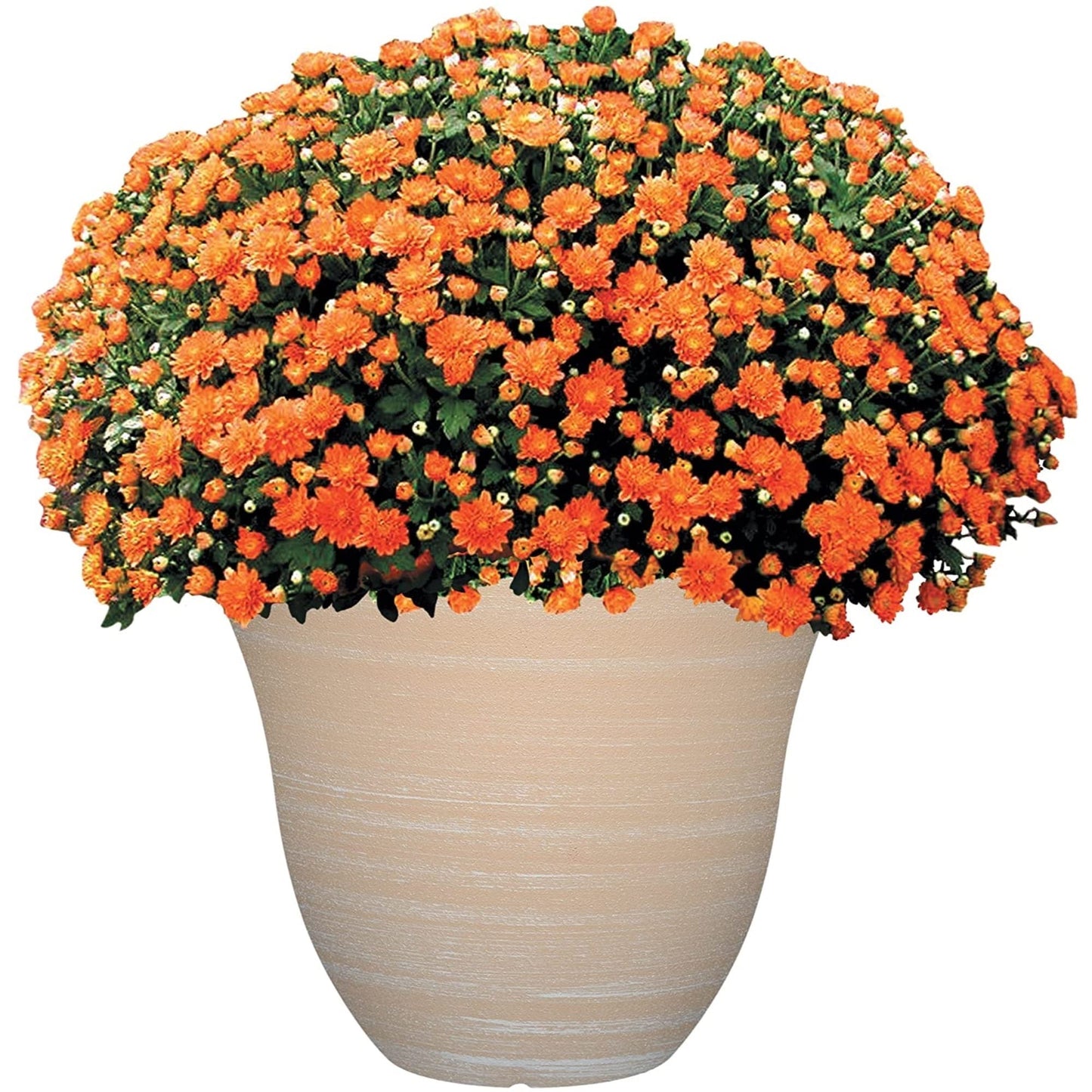 Classic Home and Garden Honeysuckle Resin Flower Pot Planter, Tequila Sunrise, 13"